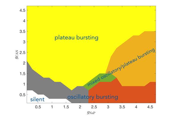 Graph of plateau and oscillatory bursting