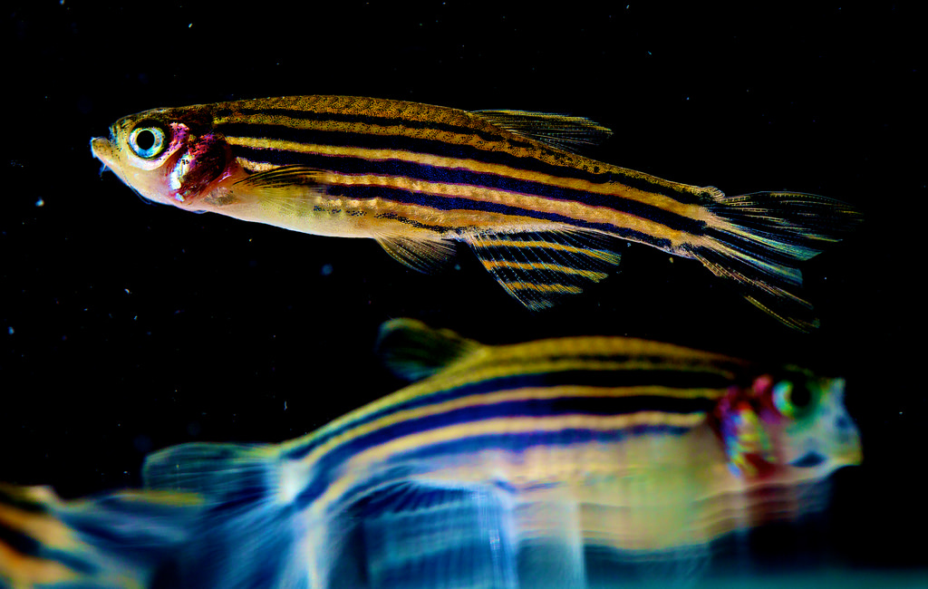 Why Zebrafish (Almost) Always Have Stripes | Mathematical Biosciences