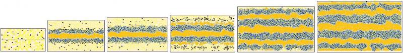 Figure showing Zebrafish stripe development