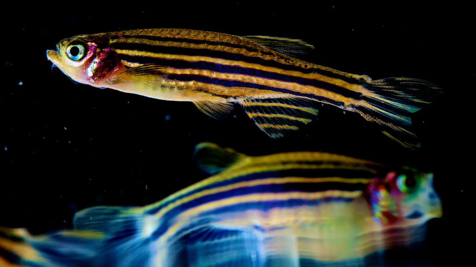 Photo of zebrafish