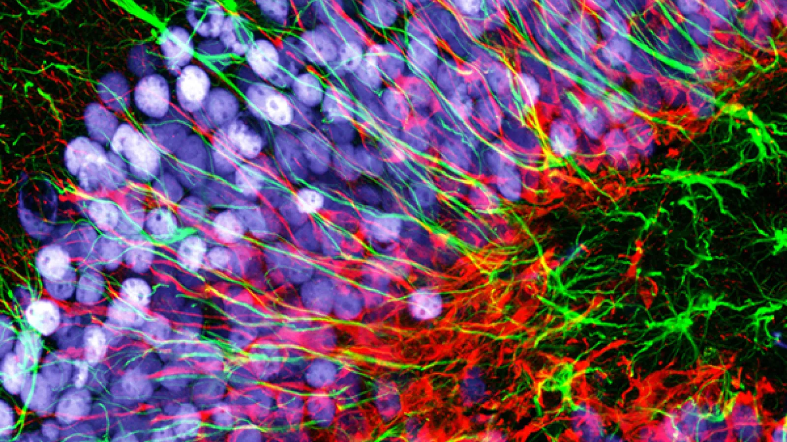 Image of a neuron