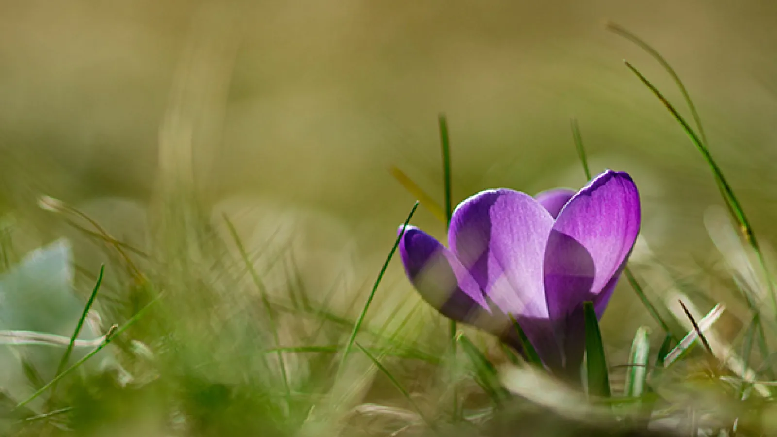 Image of a flower