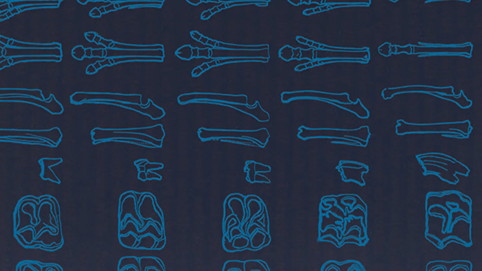 Illustration showing adaptation in bone structures over time