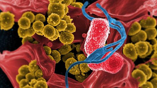 Image of microbes and bacteria