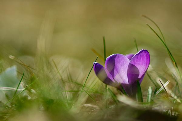 Close-up photograph of a purple flower in a field