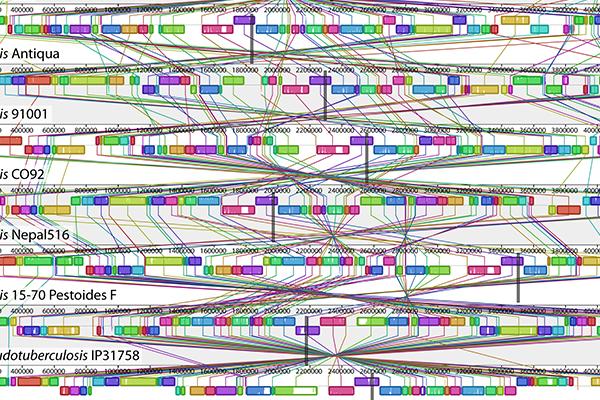 Image of gene sequence