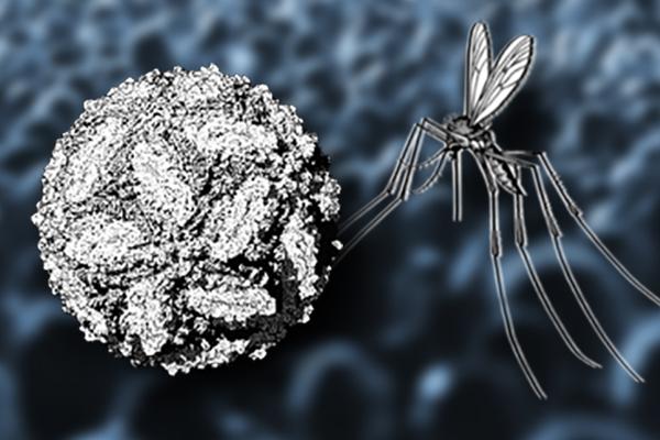 Image depicting a mosquito and a virus